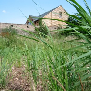 Planted soil filter for sustainable sewage treatment
